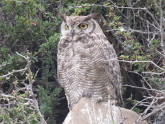 Bubo virginianus magellanicus