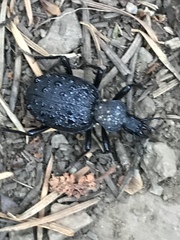 Cychrus tuberculatus