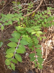 Callicarpa dichotoma