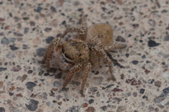Salticidae