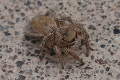 Salticidae
