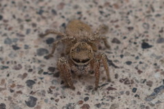 Salticidae