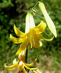 Lilium parryi