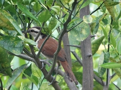 Campylorhynchus chiapensis