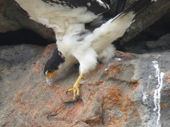 Daptrius albogularis