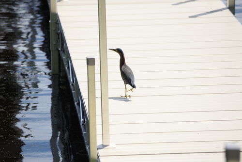 Green Heron photographed in Wisconsin