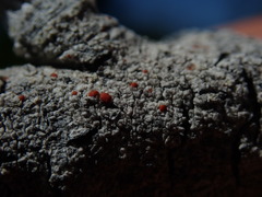 Ramboldia cinnabarina