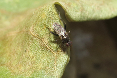 Sphaeroceroidea
