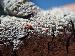 Ramboldia cinnabarina