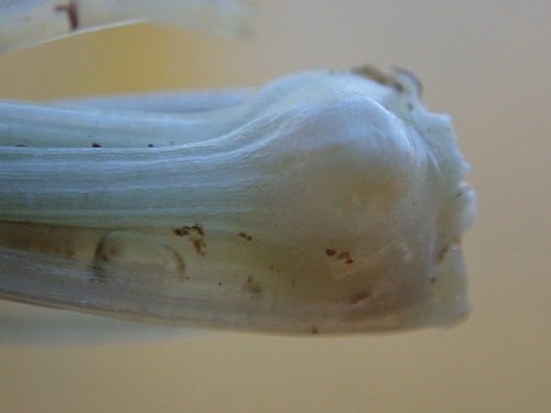 Image of Isoetes echinospora by no rights reserved