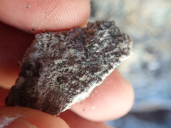 Lecanora rupicola
