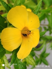 Ceratina perforatrix