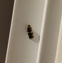 Oegoconia deauratella