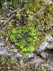 Solorina saccata