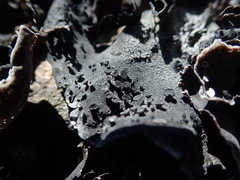 Umbilicaria rigida
