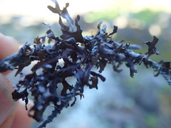 Tuckermanopsis subalpina