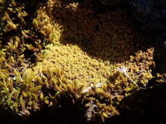 Hymenoloma crispulum