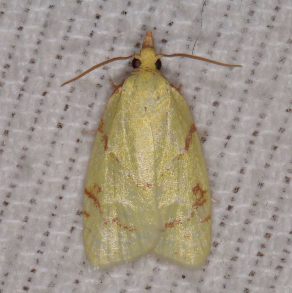 Maple-Basswood Leafroller Moth