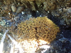 Hymenoloma crispulum