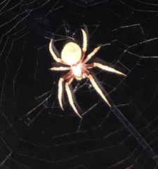 Eriophora