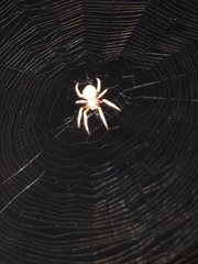 Eriophora