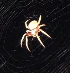 Eriophora
