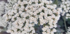 Eriogonum giganteum