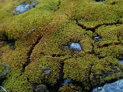 Hymenoloma crispulum