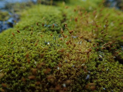 Hymenoloma crispulum