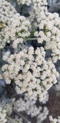 Eriogonum giganteum