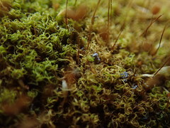 Hymenoloma crispulum