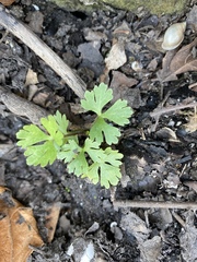 Ranunculus flabellaris