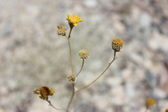 Bahiopsis reticulata