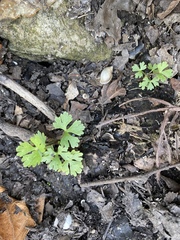 Ranunculus flabellaris