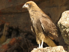 Daptrius albogularis