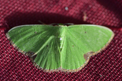 Comibaena fuscidorsata