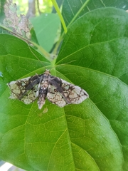 Omphisa