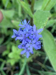 Gilia capitata