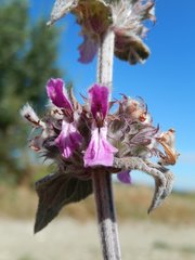 Stachys thirkei