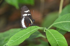 Heliconius cydno cydnides