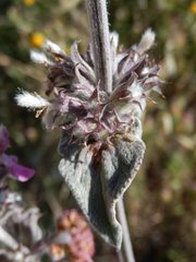 Stachys thirkei