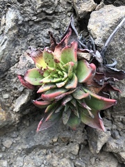 Dudleya farinosa