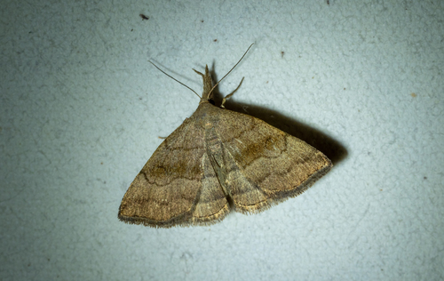 Pale Phalaenostola Moth photo 3