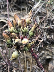 Dudleya farinosa