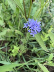Gilia capitata