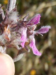 Stachys thirkei