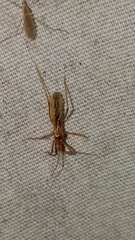 Saicinae