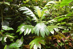 Bocconia frutescens
