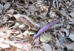 Elgaria multicarinata webbii