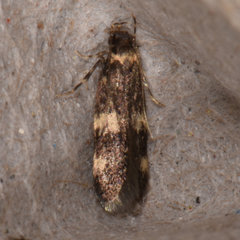 Oegoconia deauratella
